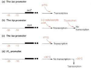 Inducible expression in E coli T 7 system