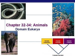 Chapter 32 34 Animals Domain Eukarya Domain Eubacteria