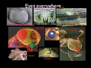 Eyes everywhere Copepods 2 lens telescope Scallop Trilobite