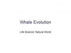 Whales use to walk on land