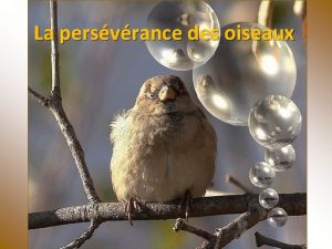 La persvrance des oiseaux Astu dj observ lattitude