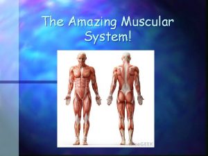 Simple muscular system diagram