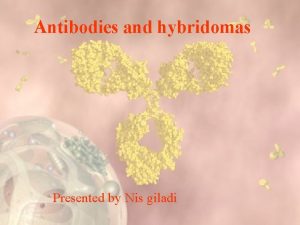 Antibodies and hybridomas Presented by Nis giladi Antibodies