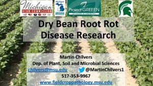 Dry Bean Root Rot Disease Research Martin Chilvers