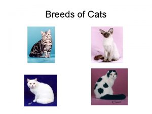 Breeds of Cats Angoras One of the oldest