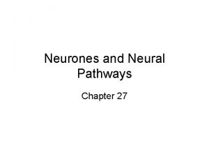 Neurones and Neural Pathways Chapter 27 The nervous