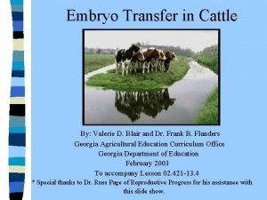 Embryo Transfer in Cattle By Valerie D Blair