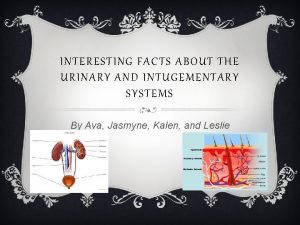 Urinary system facts