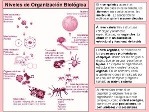 Niveles de Organizacin Biolgica El nivel qumico abarca