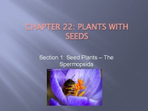 Spermopsida plants