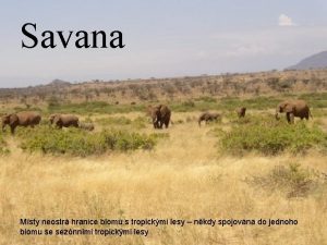 Savana Msty neostr hranice biomu s tropickmi lesy