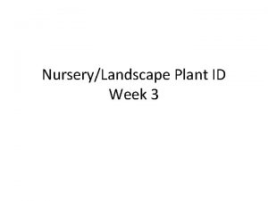 NurseryLandscape Plant ID Week 3 61 Leucophyllum frutescens