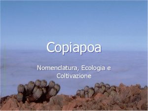 Copiapoa Nomenclatura Ecologia e Coltivazione La Questione Nomenclatura