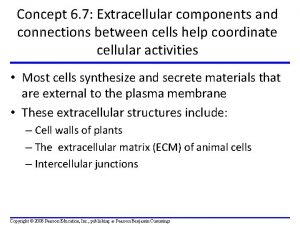 Channels that perforate plant cell walls