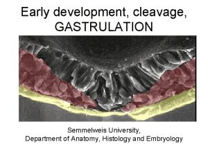 Early development cleavage GASTRULATION Semmelweis University Department of