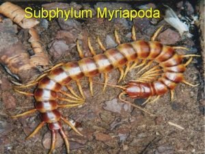 Subphylum Myriapoda Opte informacije Poznato je oko 13