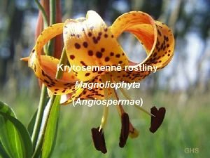 Krytosemenn rostliny Magnoliophyta Angiospermae obecn charakteristika krytosemennch rostlin