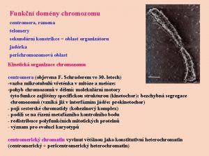 Funkn domny chromozomu centromera ramena telomery sekundrn konstrikce