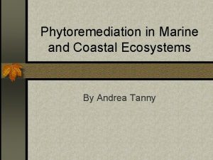 Phytoremediation in Marine and Coastal Ecosystems By Andrea