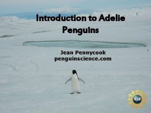 Introduction to Adelie Penguins Jean Pennycook penguinscience com