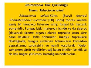 Rhizoctonia Kk rkl Etmen Rhizoctonia solani Khn Eseyli