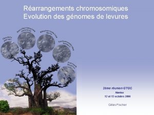 Rarrangements chromosomiques Evolution des gnomes de levures 2me