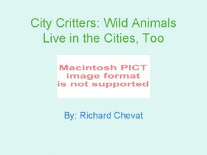 City Critters Wild Animals Live in the Cities