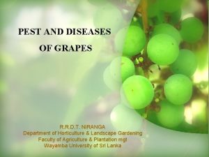 Pest of grapes Pest of grapes