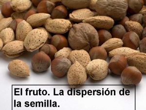 Fruto