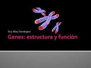 Dra Mary Dominguez Genes estructura y funcin Informacin