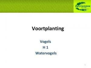 Voortplanting Vogels H 1 Watervogels 1 Broedseizoen en