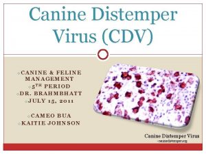 Canine Distemper Virus CDV o CANINE FELINE MANAGEMENT