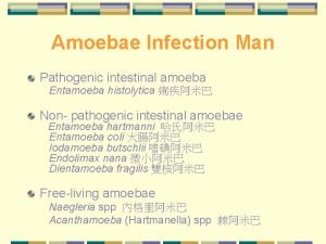 Amoebae Infection Man Pathogenic intestinal amoeba Entamoeba histolytica