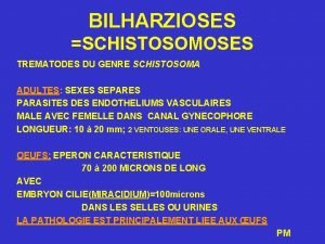 BILHARZIOSES SCHISTOSOMOSES TREMATODES DU GENRE SCHISTOSOMA ADULTES SEXES