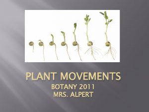 PLANT MOVEMENTS BOTANY 2011 MRS ALPERT PLANT MOVEMENT