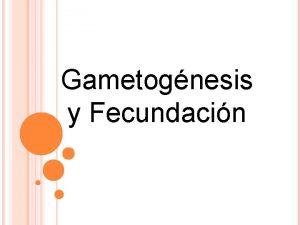 Gametognesis y Fecundacin La Gametognesis La gametognesis es