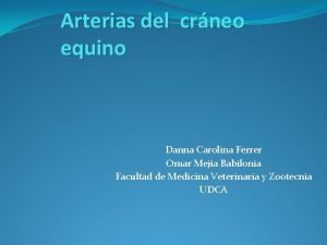 Arterias del crneo equino Danna Carolina Ferrer Omar