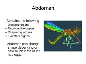 Abdomen Contains the following Digestive organs Reproductive organs