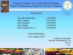 Potensi Limbah Air Cucian Beras Sebagai Media Perbanyakan