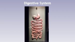 Digestive System Functions of the digestive system Ingestion