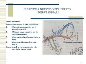 Plesso brachiale schema Plesso brachiale schema