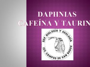 DAPHNIAS CAFENA Y TAURIN Alumnas Alicia Garca Carmen