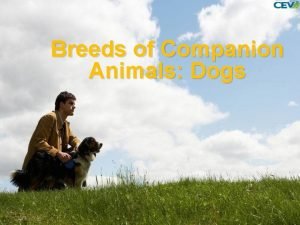 Breeds of companion animals dogs