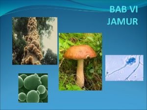 BAB VI JAMUR FUNGI JAMUR Jamur fungi cendawan