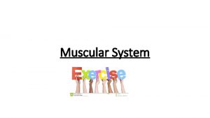 Muscular system label