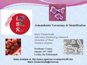 Acinetobacter Taxonomy Identification Mario Vaneechoutte Laboratory Bacteriology Research