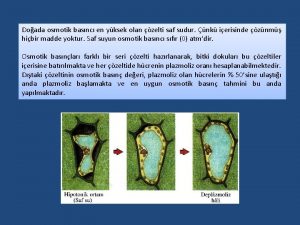 Doada osmotik basnc en yksek olan zelti saf