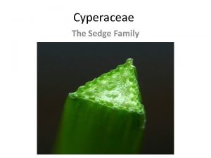 Cyperaceae The Sedge Family 70 115 genera 3600