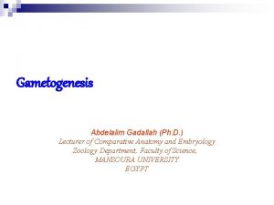 Gametogenesis Abdelalim Gadallah Ph D Lecturer of Comparative