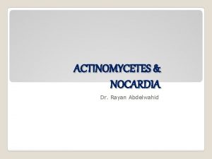 ACTINOMYCETES NOCARDIA Dr Rayan Abdelwahid ACTINOMYCETES Gram positve